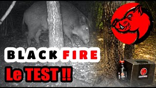 TEST DU BLACK FIRE (les sangliers adorent)