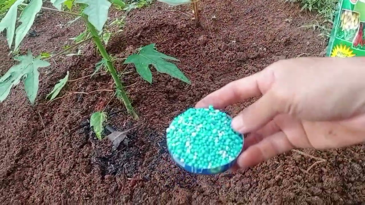 trik pemupukan pertama pepaya California umur 14 hari di musim hujan. agar pertumbuhan maksimal