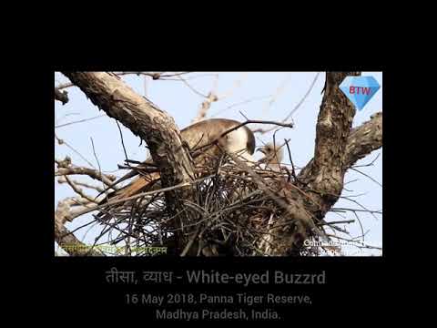 तीसा, व्याध - White-eyed Buzzard 
