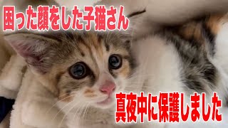 真夜中に突然やってきた三毛猫の子猫を保護しました【We rescued a kitten】