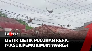 Puluhan Kera Masuk Permukiman Jarah Makanan Milik Warga | Ragam Perkara tvOne