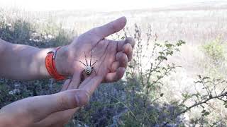 Argiope bruennichi and Argiope lobata in Ukraine / Пауки Украины