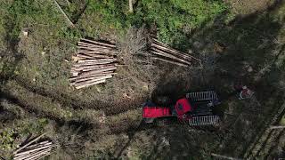 Grot- Tillredning Holmen Skog