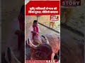 Suvendu Adhikari का अलग अंदाज, गाय को प्यार करते VIDEO हुआ वायरल