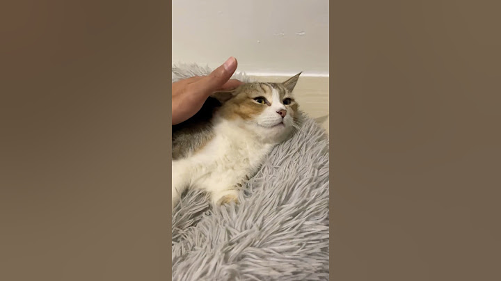 Video 2504851: munchkin cute kittens cat, munchkin kitten kucing, adorable munchkin kitten, cat kitten cutecat pets, adorablecats animals straycats cutecat