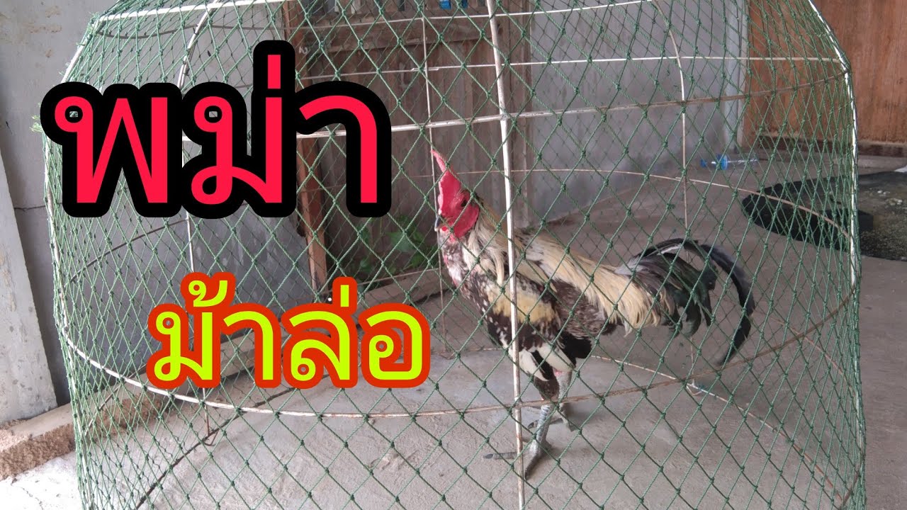 พม่าม้าล่อ