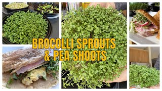 Broccoli Microgreens & Pea Shoots | Growing without soil using paper towel