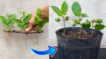How to Grow Guava Trees From Guava Cutting| Best Natural Banana Rooting Hormone