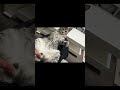 猫のタマタマωを触りまくると… #shorts #猫 #cat