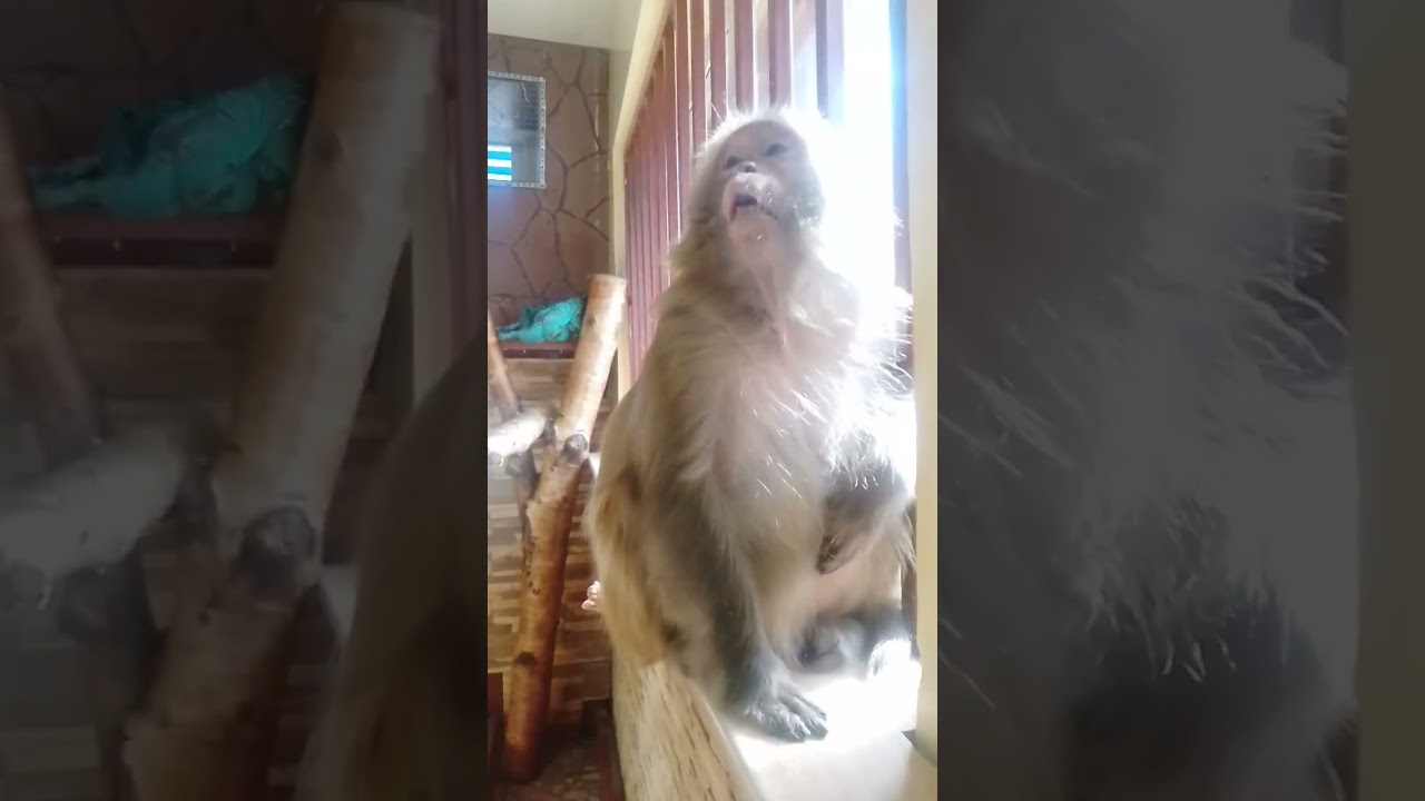 Макака Резус, часть 4ая🥰🥰🥰😍😍😍