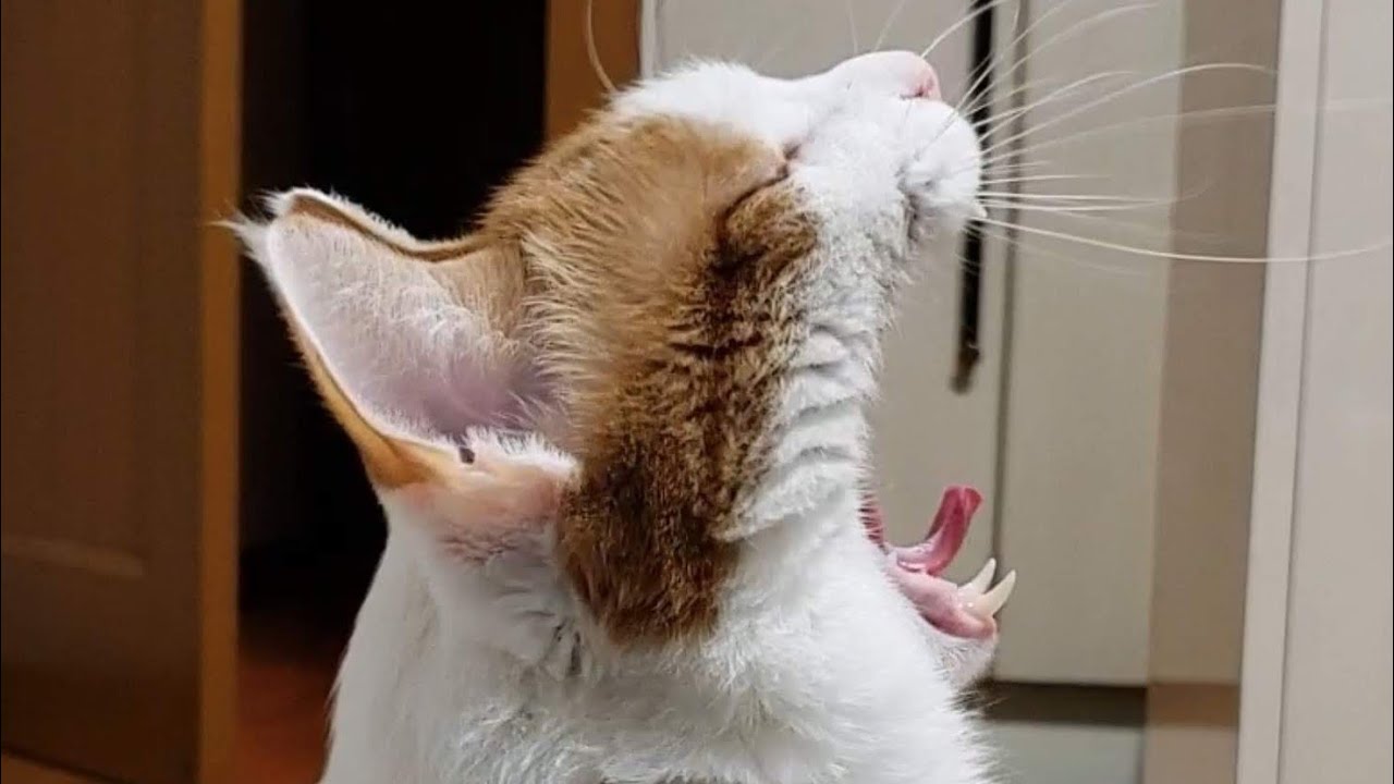 【突然始まるおけつねこの超絶シュールなドライブ配信】