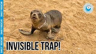 Cling Wrap Around a Seal's Neck?! This Has to Stop.