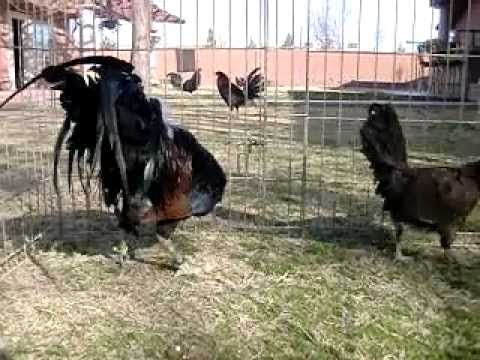 gallos granja