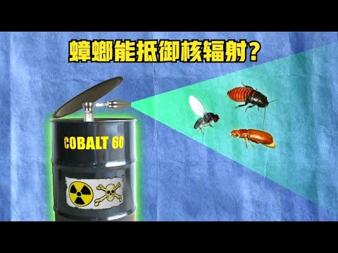 《流言终结者》127：发生核爆后，只有蟑螂能存活下来？