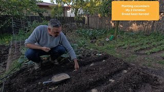 видео: Как я сажаю огурцы картинка: Как я сажаю огурцы