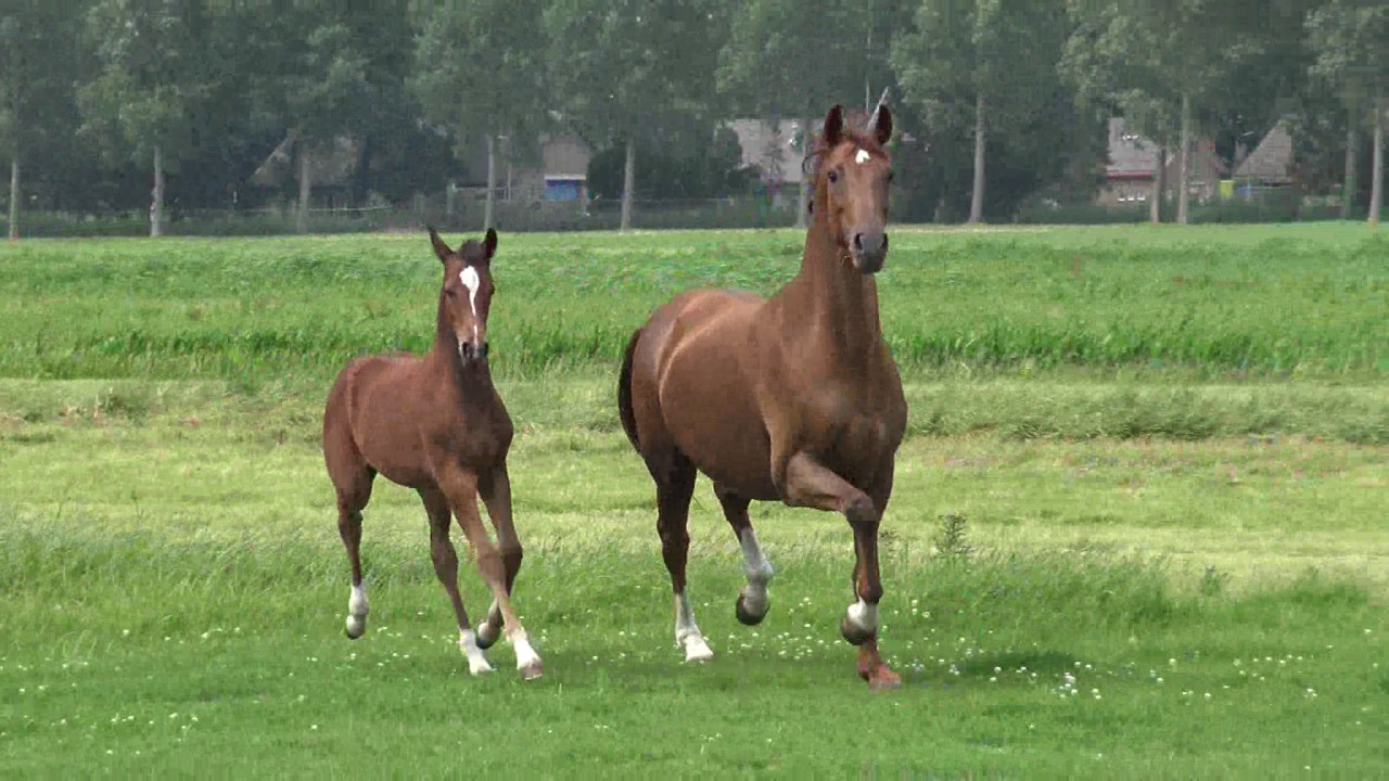 MARAH GLAMOURDOLL A.S.(Glamourdale x Damon Hill x Fidermark)