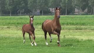 Marah Glamourdoll A.s.glamourdale X Damon Hill X Fidermark