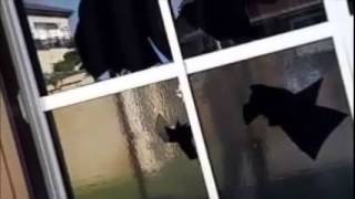 【唯我】帰宅したら窓ガラスが割られていた【ニコ生】【ツイキャス】唯我の破天荒放送室