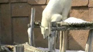 ピリカの丸太遊び