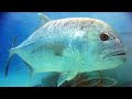 Facts the giant trevally