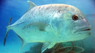 Facts: The Giant Trevally