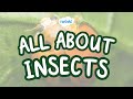 All About Insects | Fun Facts About Insects | Twinkl USA