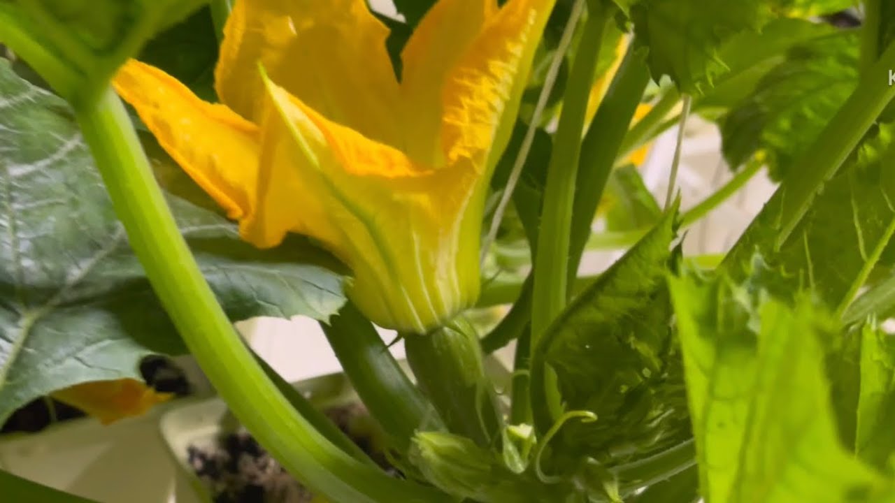 نسبة الاملاح و الري الكوسة والخيار و قطاف الخضار بالزراعة المائية.