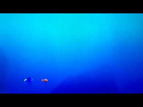 Finding Nemo Marlin & Dory School Of Fish
