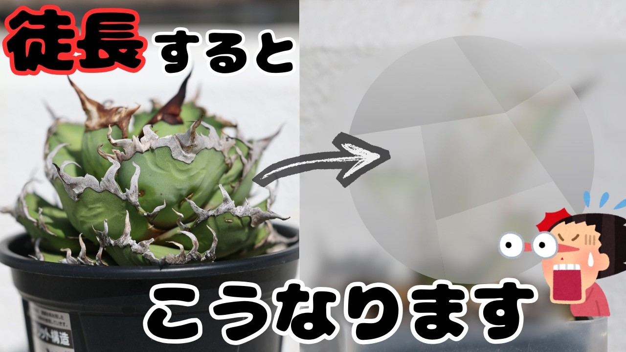 【それ、徒長します】アガベをダメにする環境を実験で再現しました|4ヵ月検証