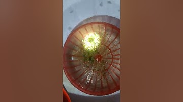 Trà thải độc #Đề tok Thanh lọc độc tố của Đông y gia Truyền Mộc Quy Hương.