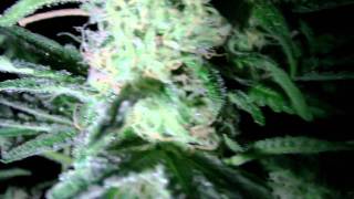 Soil Day 51 HD