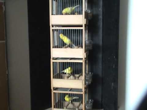 Harzers Kanarie In Nederland Roller Canary From The Netherlands