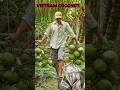 How much does a Vietnamese coconut tree cost?