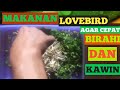 Makanan Lovebird agar cepat birahi dan kawin ( Part 1 )