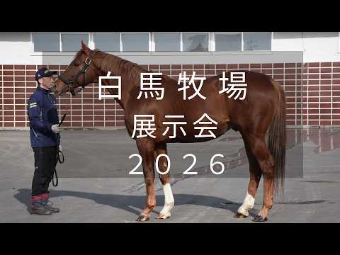 サラブレッドマーケット - YouTube