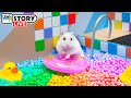 The worlds largest hamster ball pool maze with pop it  homura ham pets