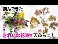 咲き乱れる野草の花を片っ端から摘んで天ぷらにしてみた
