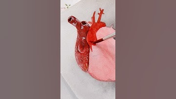 Realistic Human Heart Painting||Watercolour painting #shorts #humanheart #realisticart