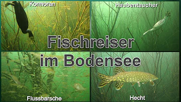 Welche Fische hat es im Bodensee?