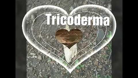 How to culture tricoderma at home