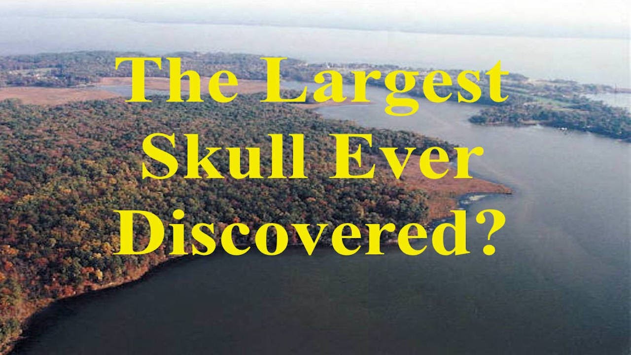 Largest Skull Ever Discovered