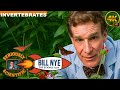 Bill Nye The Science Guy | Invertebrates - Full Episode - S04E15 | 4K