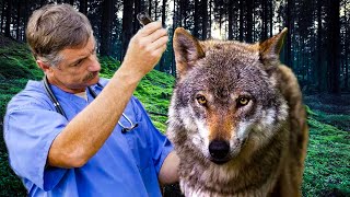 Волк спасая свою волчицу пришел за помощью к ветеринару. Он сразу понял по его глазам, нужно помочь.