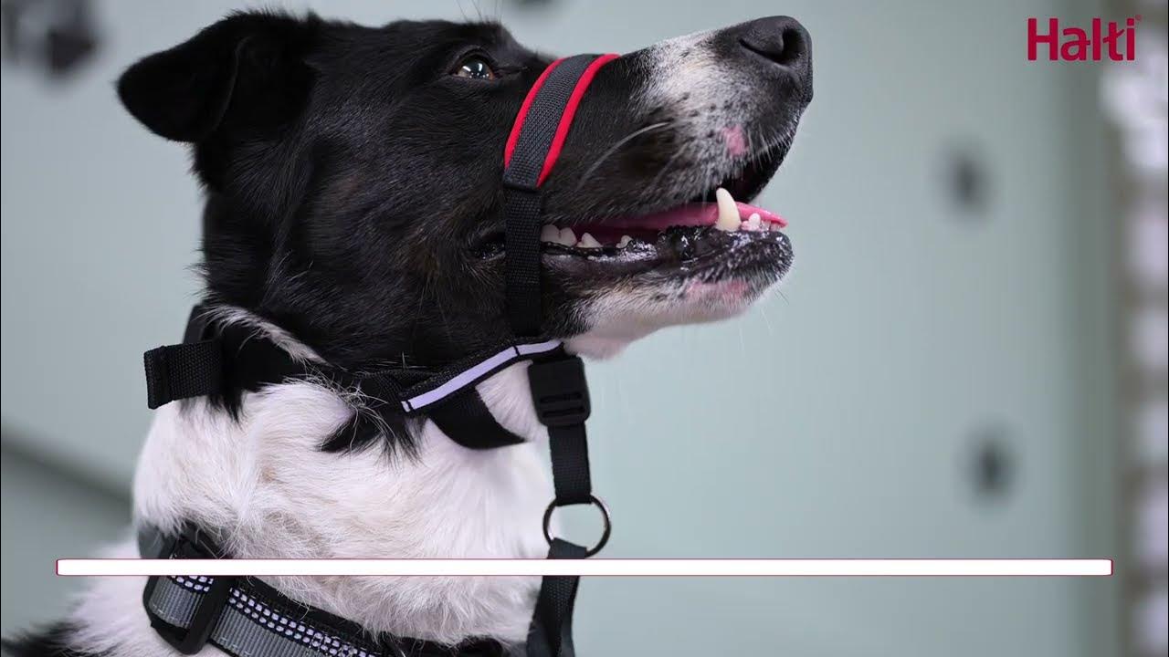 How To Fit a Halti Optifit Headcollar YouTube
