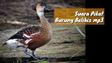 SUARA PIKAT BURUNG BELIBIS mp3