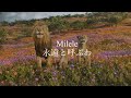 [和訳] Milele from Mufasa: The Lion King 日本語歌詞 ライオン・キング: ムファサより