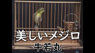 メジロ 鳴き声【美しいメジロ！！】良く鳴くメジロ\/声の高いメジロ