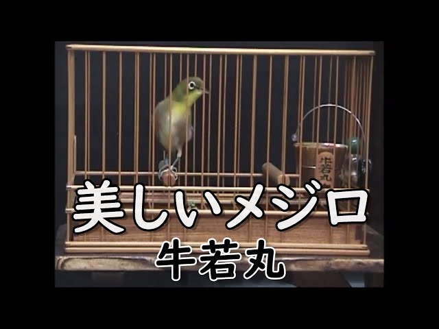 初夏のおしゃべりな鳥・メジロの鳴き声