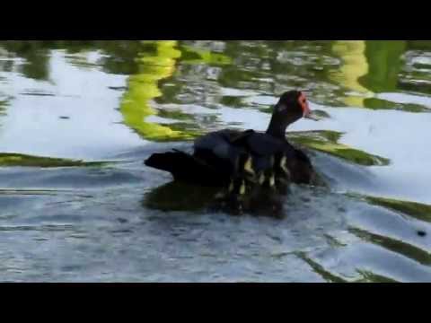 母鴨帶小鴨拼命游向對岸(逃過水中泰國鱧吞食) female duck with ducklings desperately swims to the opposite bank
