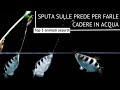 Top 5 ANIMALI MARINI ASSURDI PT.1